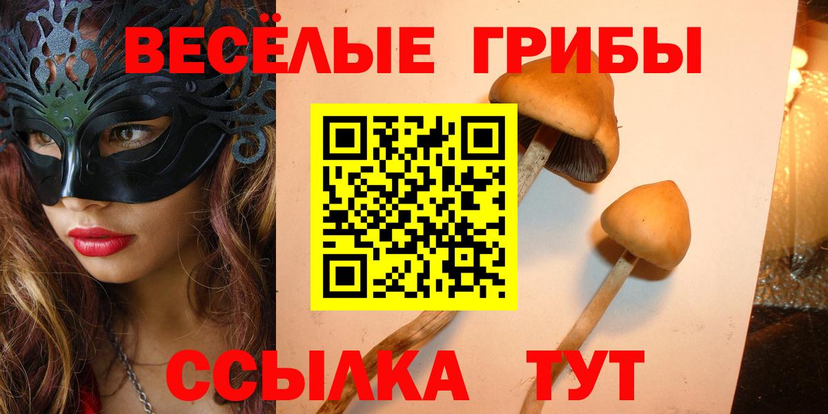 Псилоцибиновые грибы Psilocybe  Псилоцибиновые грибы прущие грибы  Кызыл  Вход с VPN 